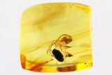 Detailed Fossil Beetle (Ptinidae) in Baltic Amber #335654-1